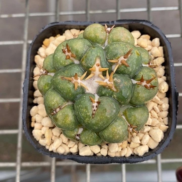 伯克利和格蕾纳等著名的