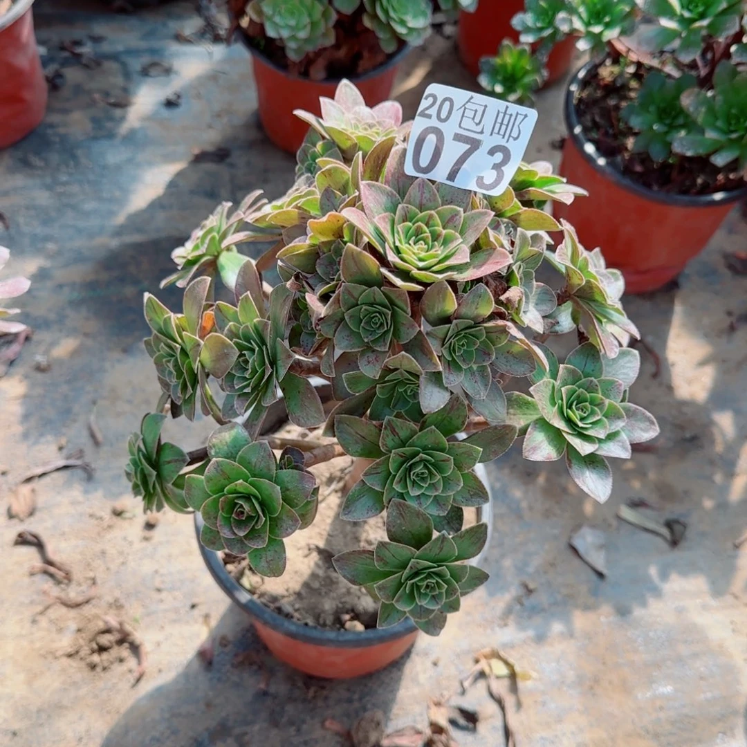 圣诞073满20包邮断枝不包