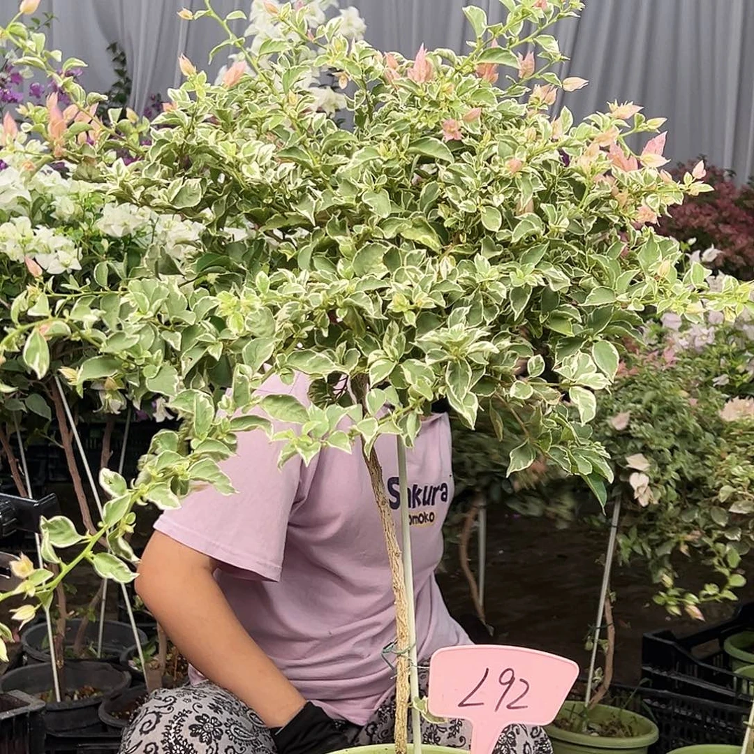 尘***沙大部分花苞少量开放L92少女心
