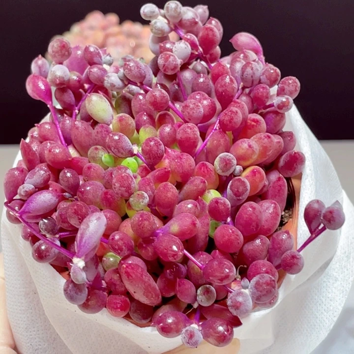 紫玄月样品1颗带盆发货3