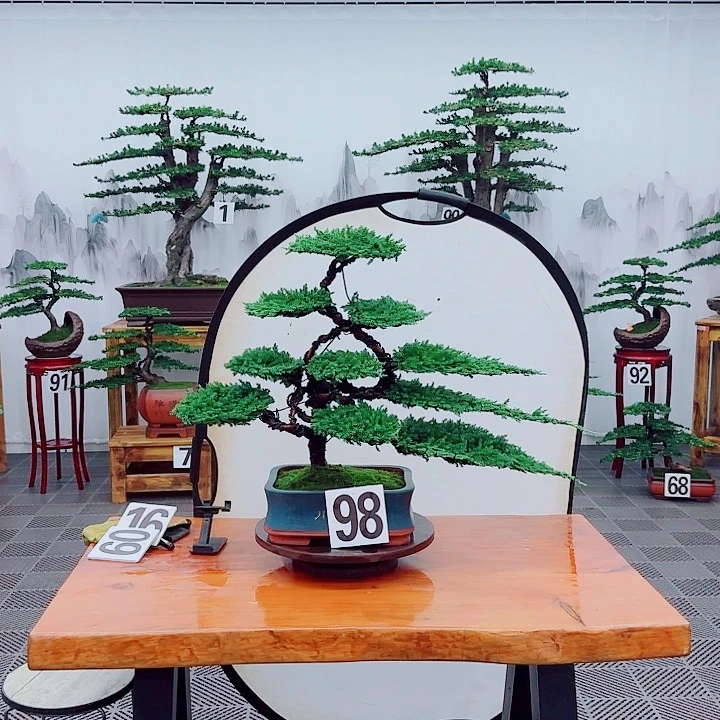 无花朵松柏盆景一物一拍