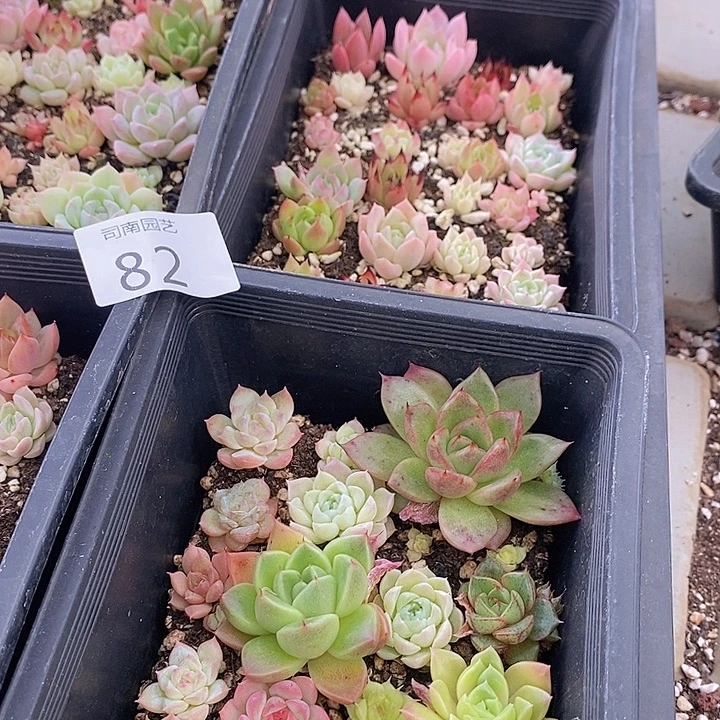 82 多肉植物盆栽花卉