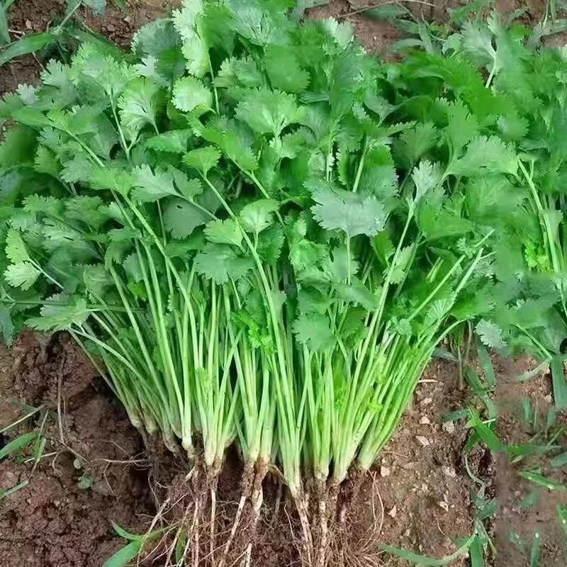四季速生大叶香菜种子蔬菜香菜农家种盆栽大叶香菜种籽