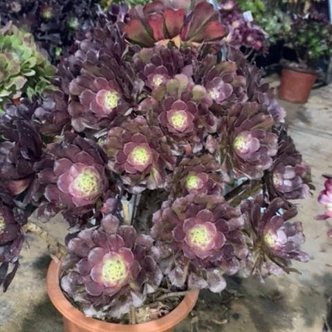 红桐多肉植物033