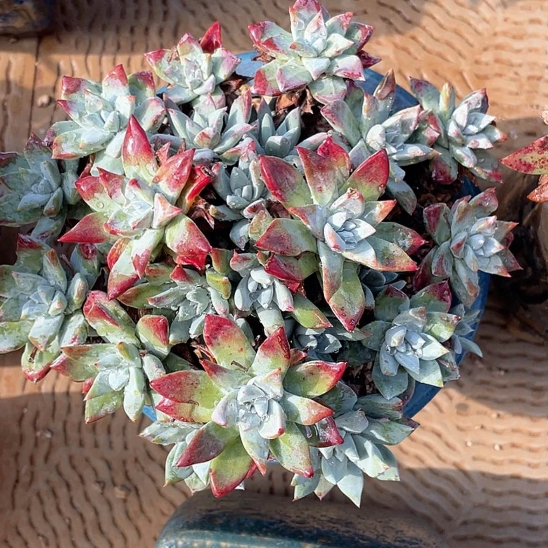 【闪购商品】原产地刘丹老庄