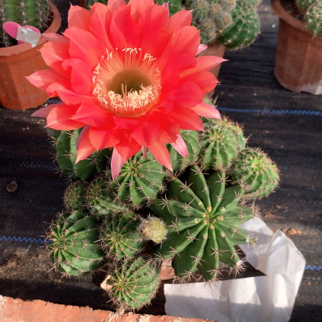 6098实生彩草大群