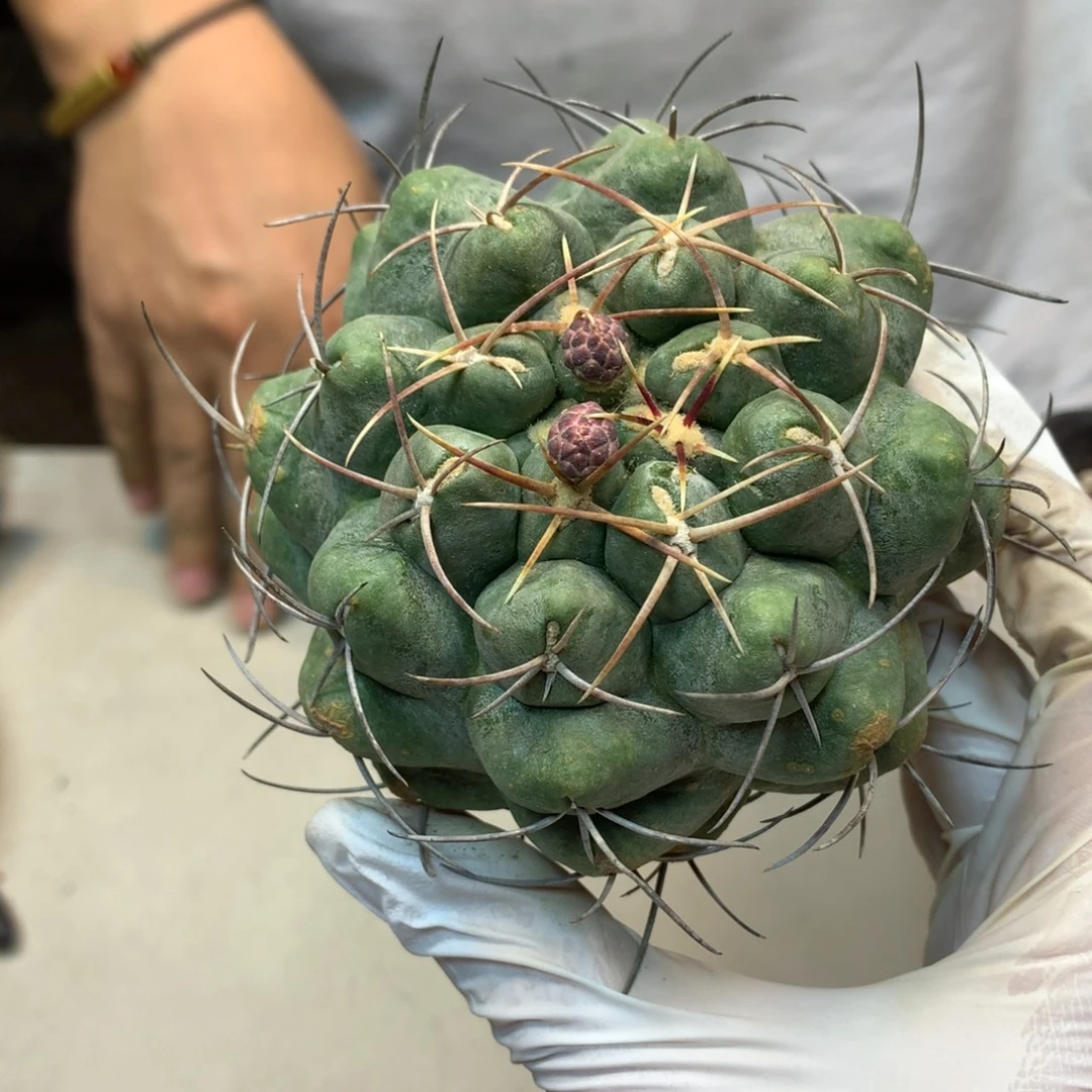 42号 自根白肌天晃丸战损