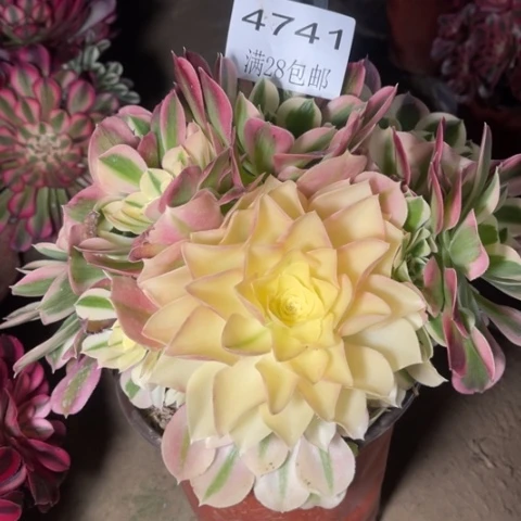 白凤多肉多肉4741