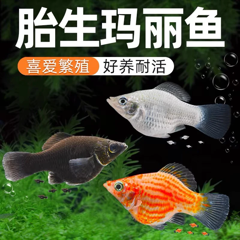 玛丽鱼球鱼胎生鱼热带鱼淡水鱼除藻除油膜观赏鱼新手好养观赏鱼
