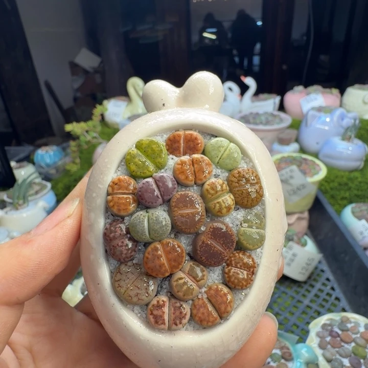 多肉植物和植物的生长1246