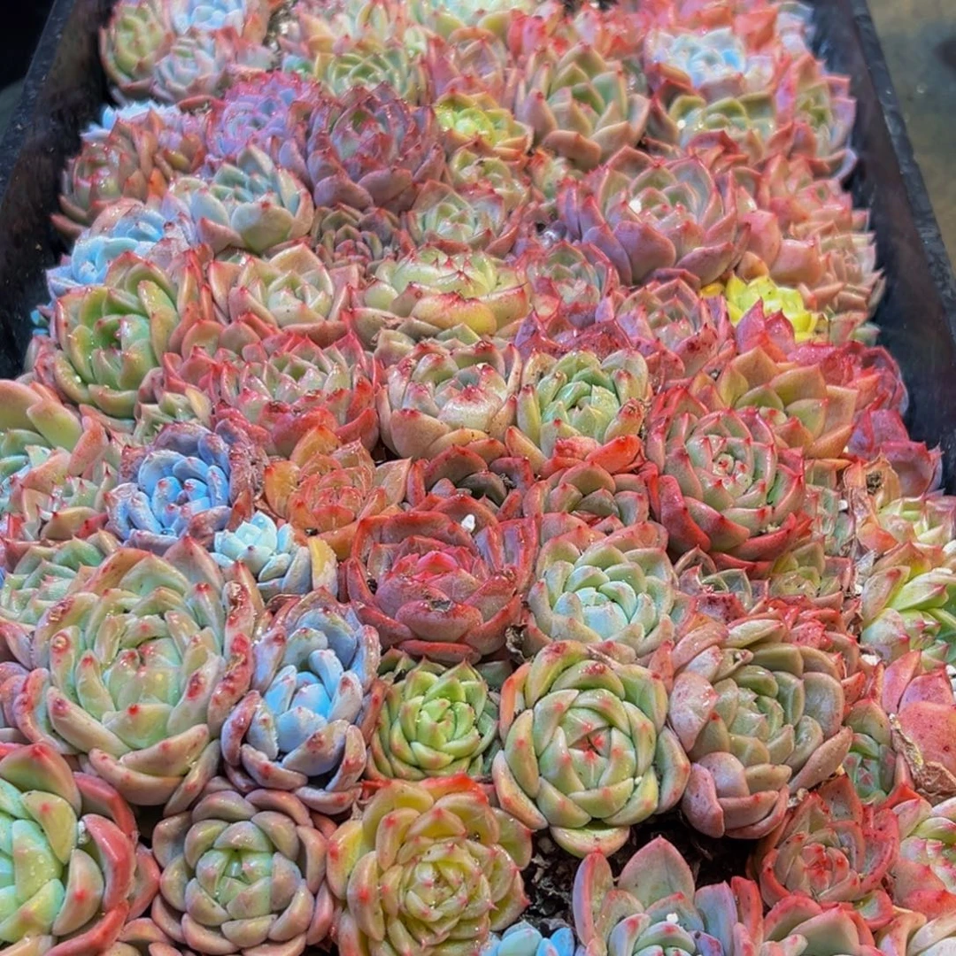 870多肉葡萄领导人物库资料