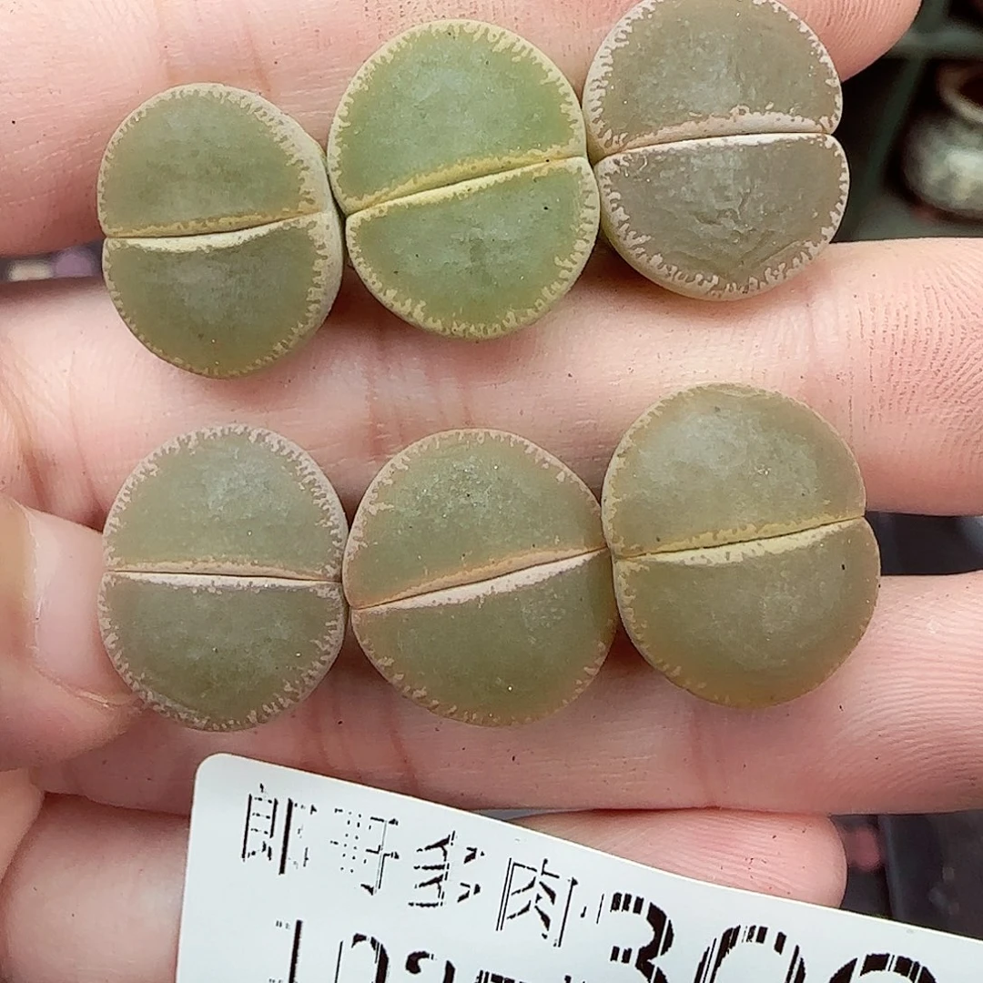 满满18包邮1027-306