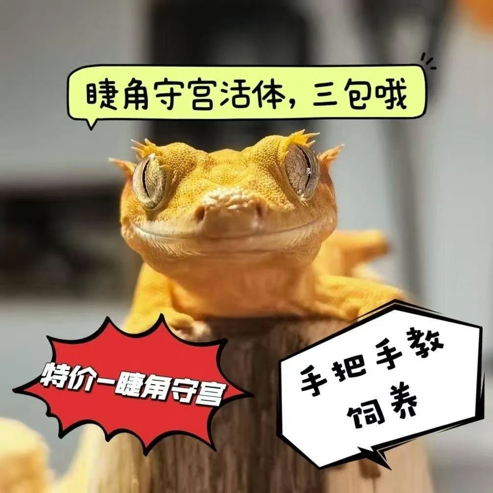 睫角守宫自选苗子