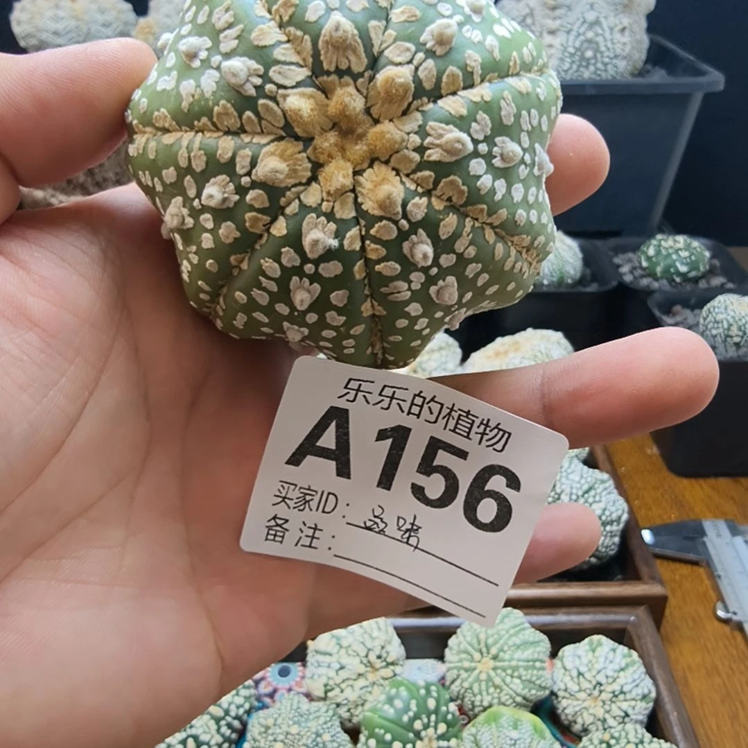 品***味7.4公分翠皮琉璃V兜哈哈