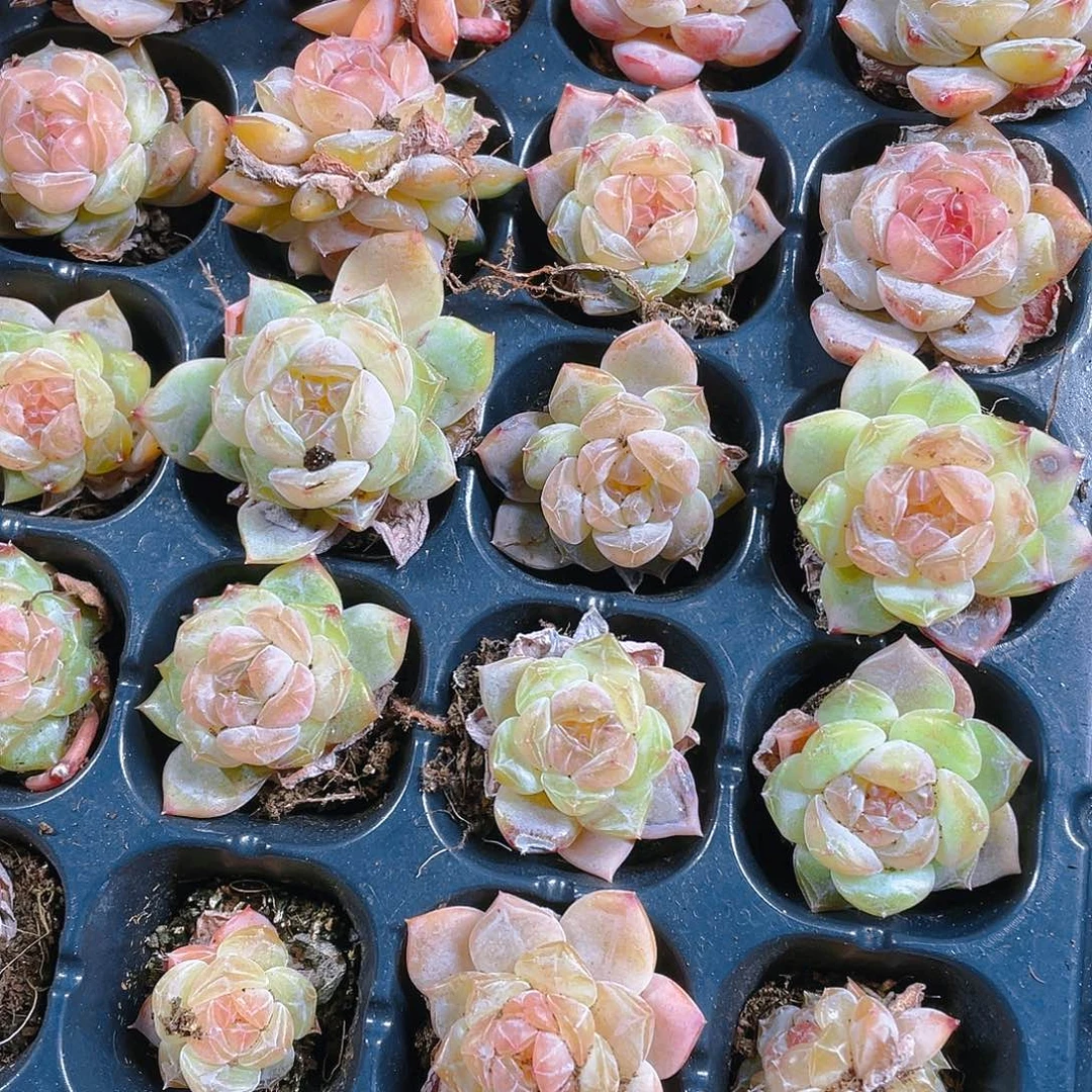 黄心5号糖心穴一个满25包邮