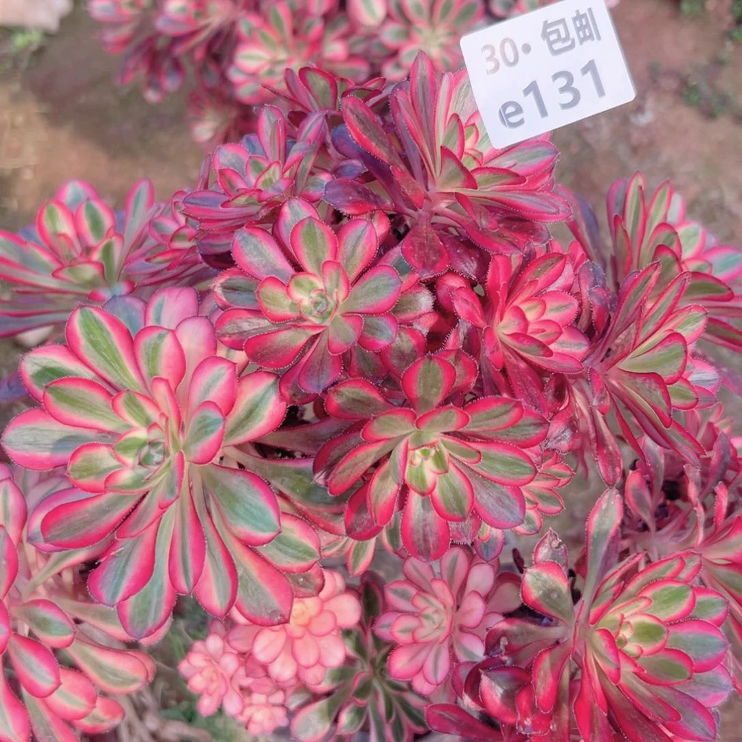 131 母本香奶奶多肉法师