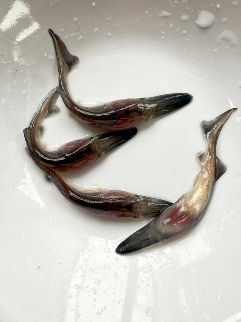 鸭嘴鱼水池鱼缸养殖