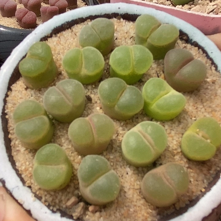 粉红女郎风铃一颗