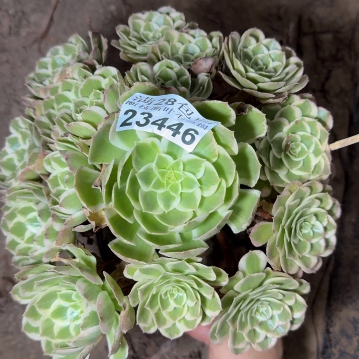 23446南孔雀多肉植物