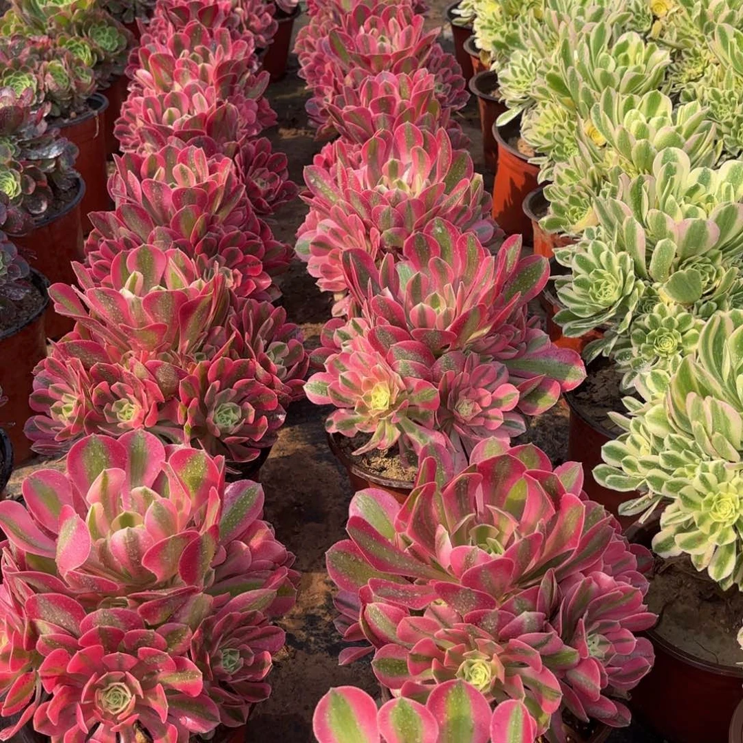 粉女巫手捧9.9多肉植物