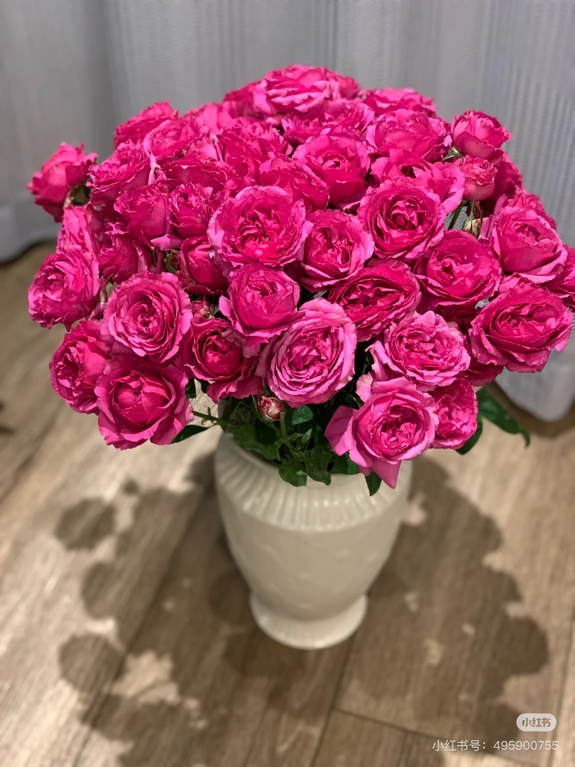 【好物鲜花】稀有紫雾泡泡10支