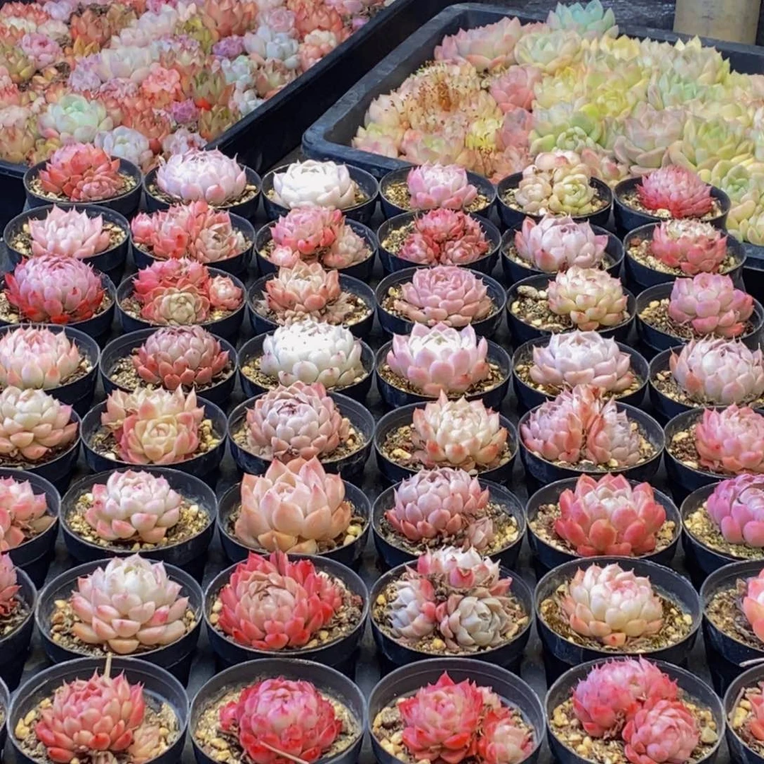 896多肉植物保护研究所所长助理研究员