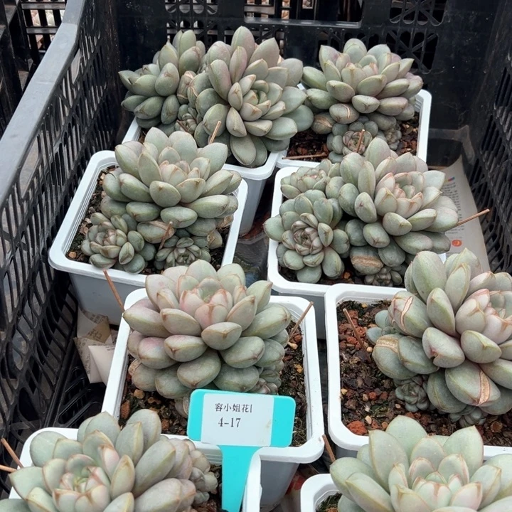 4.17葡萄一个量拍