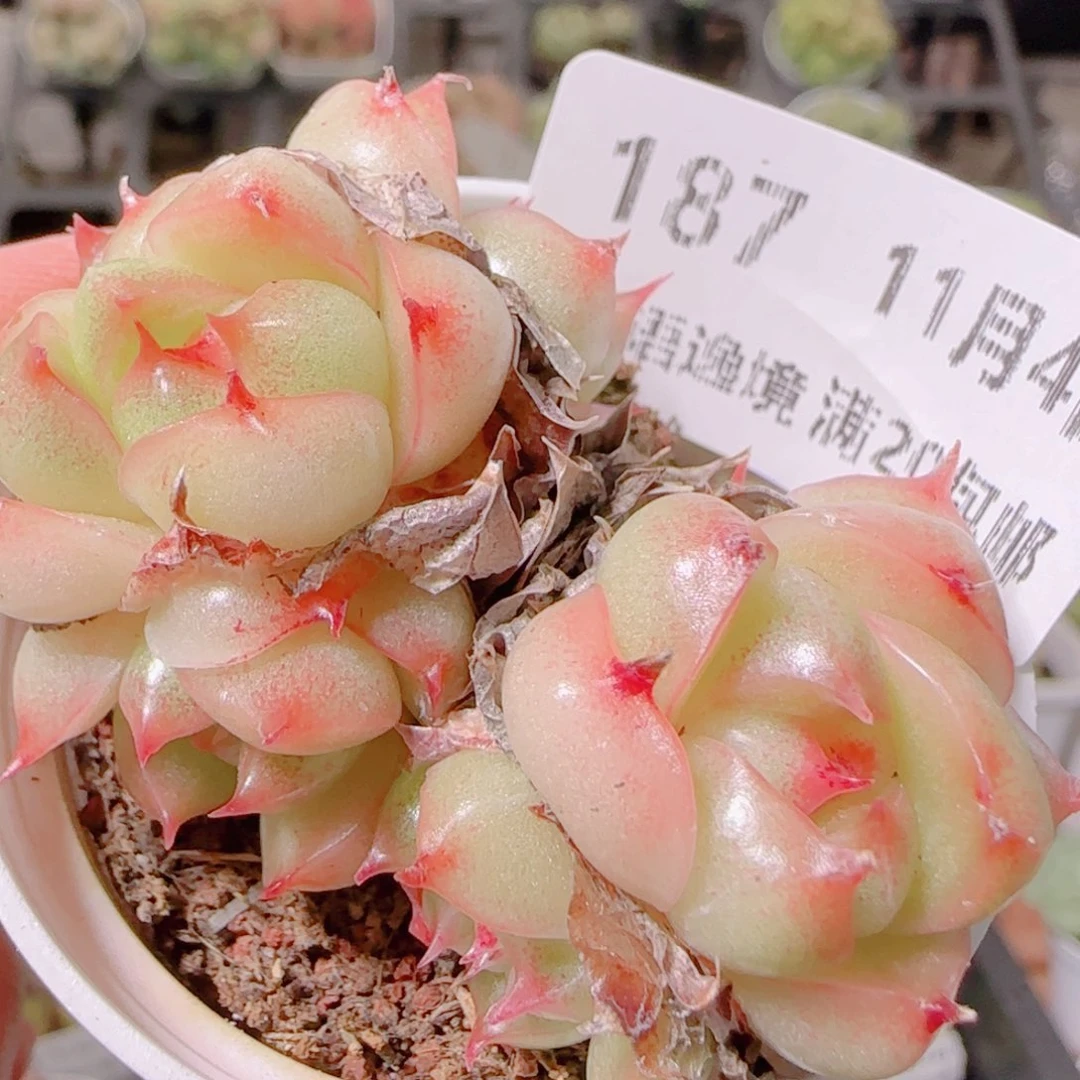 花语逸镜1104-187散