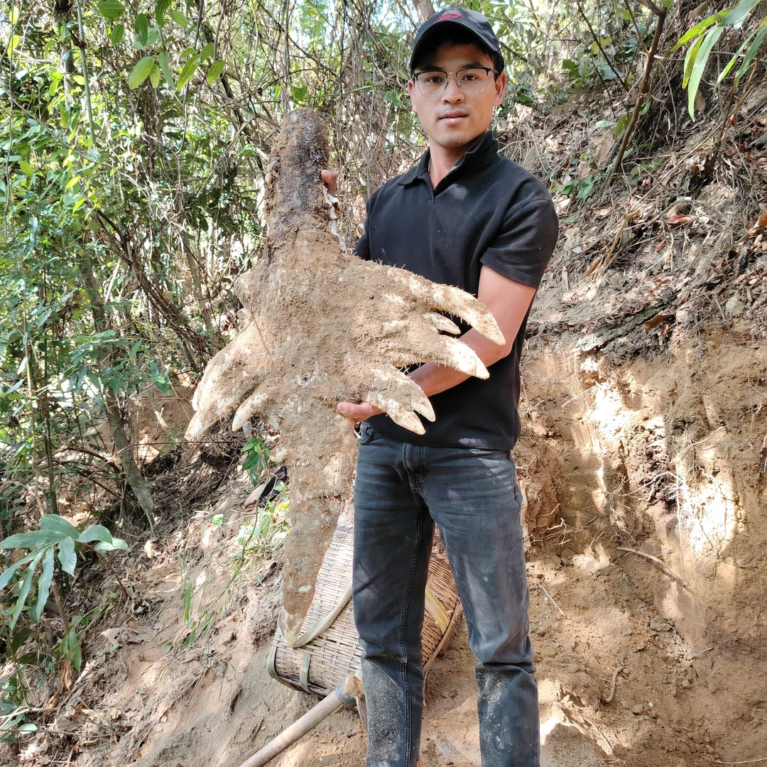 云南深山野生山药