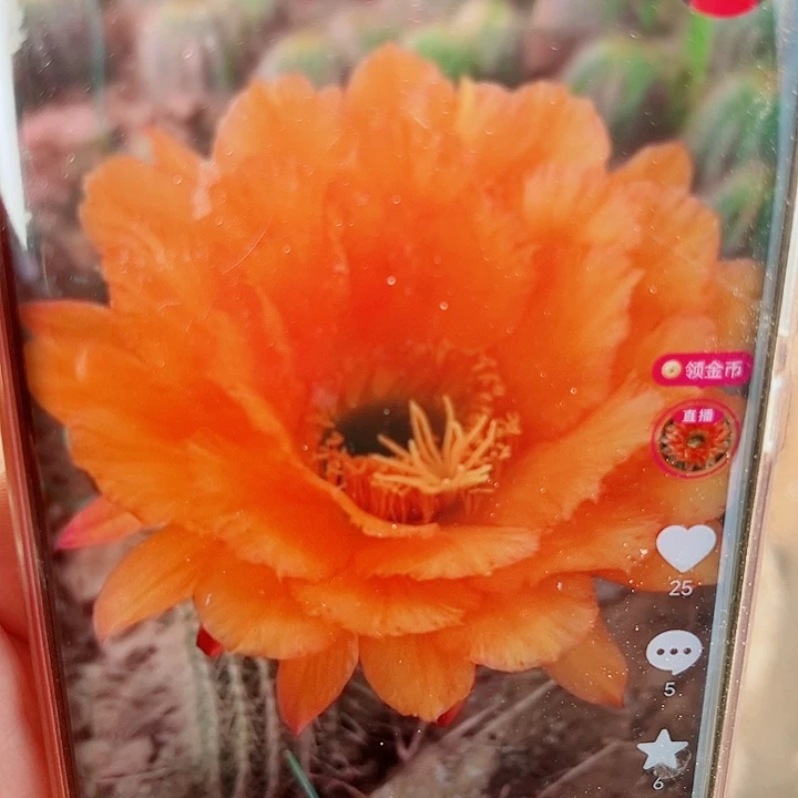 毛花柱 34   15公分左右  瑕疵