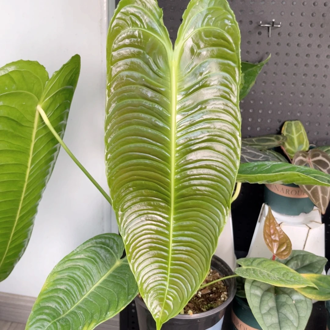 完全开放火鹤王花烛