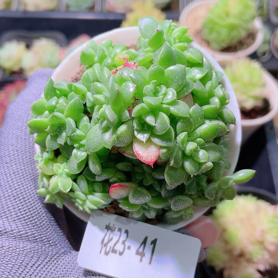 花利美23-41麦秆群