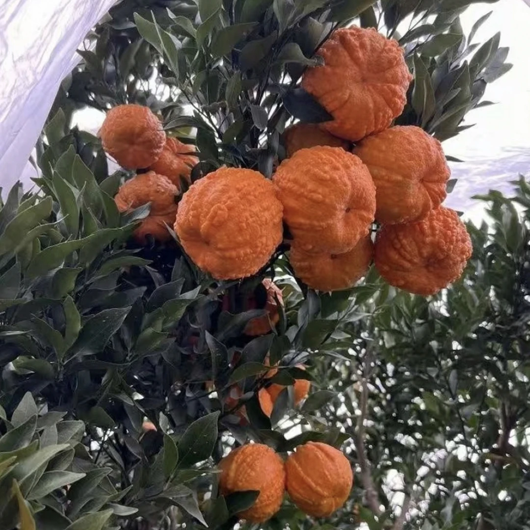 嫁接南瓜桔子树苗南瓜柑橘南瓜橘树苗灯笼种植盆栽地栽苗庭院种植