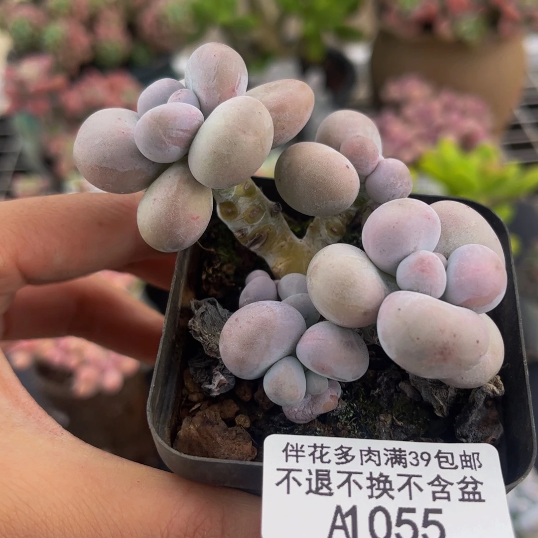 055-芭比奶多肉5cm