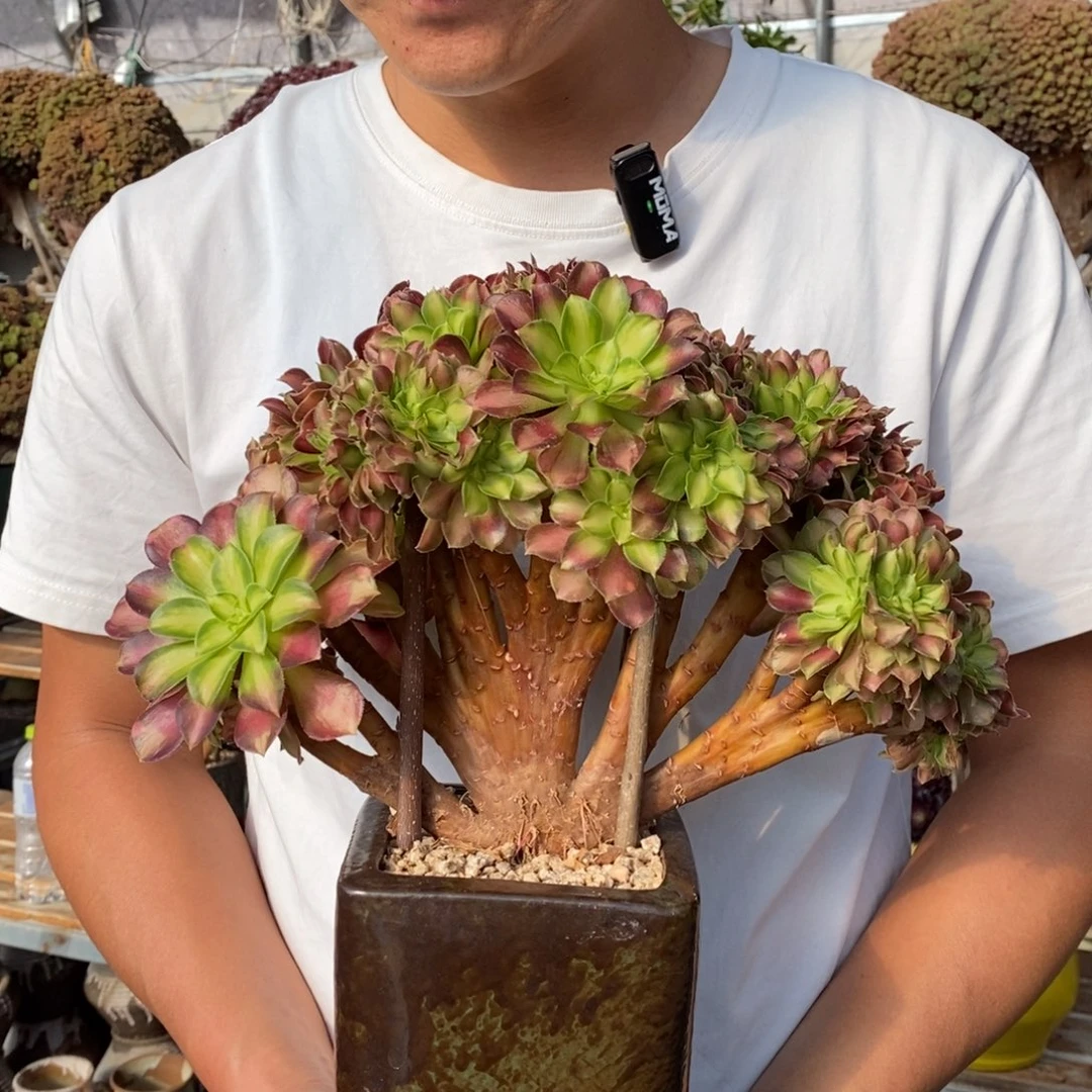 韶华缀化不带盆土