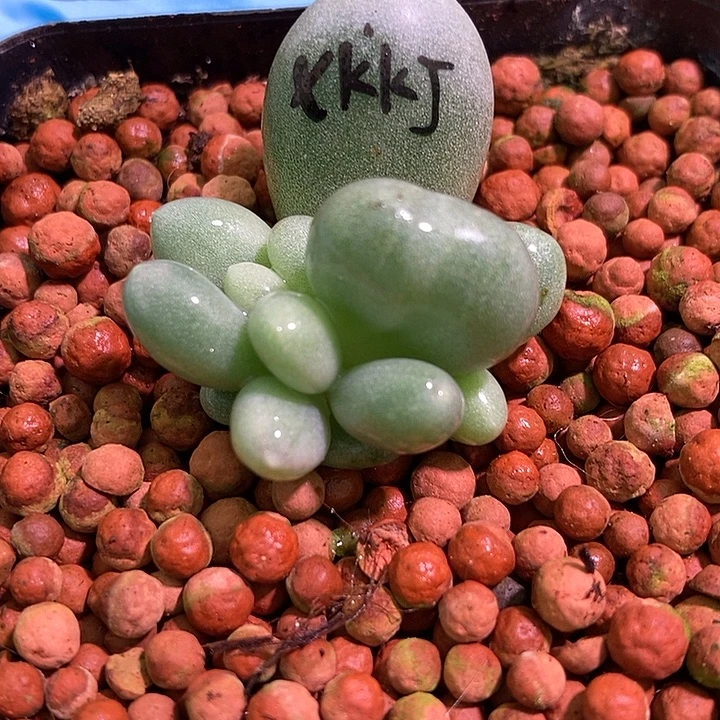 是***～香可可奶酪锦多肉植物