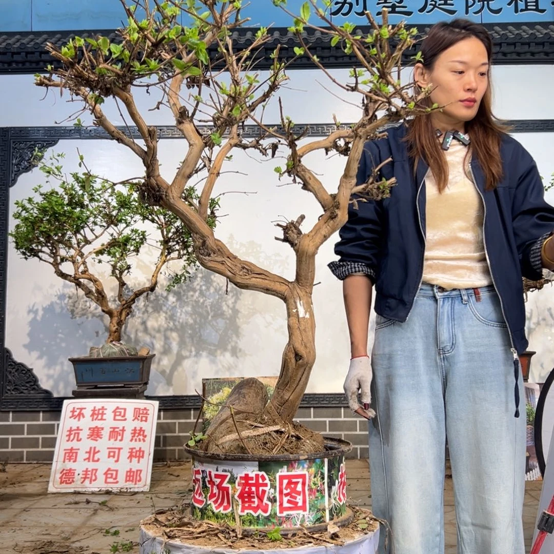 无花朵金银花888888888