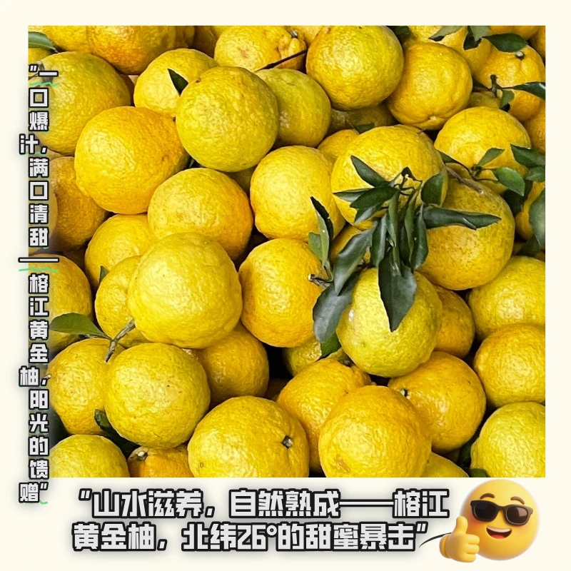 【贵州榕江高山黄金柚】应季水果新鲜采摘