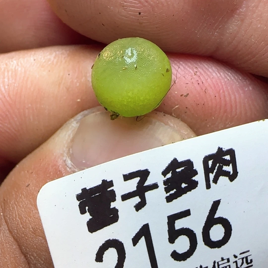 哈莫0.9。      福利。