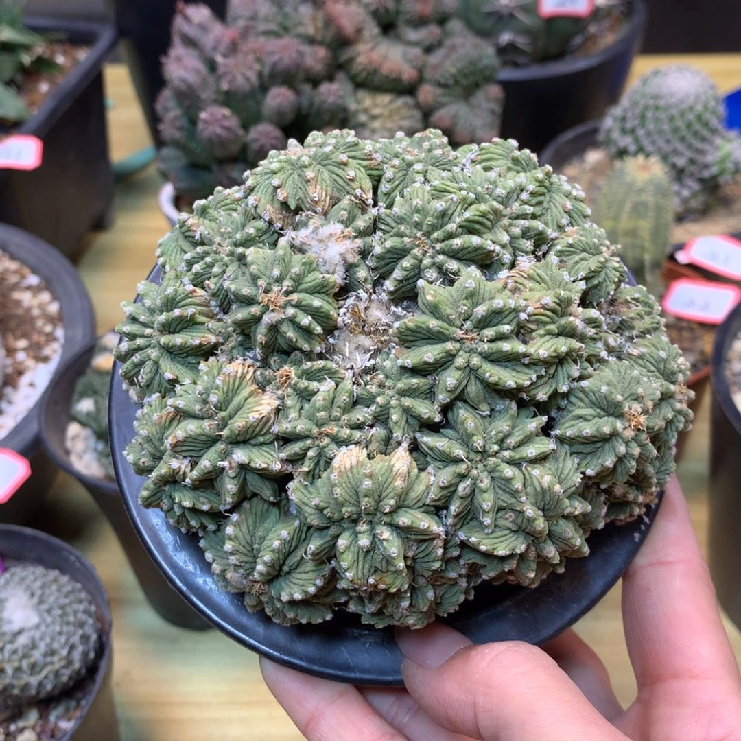 42号 有根老花龙 群生 11公分 带木心