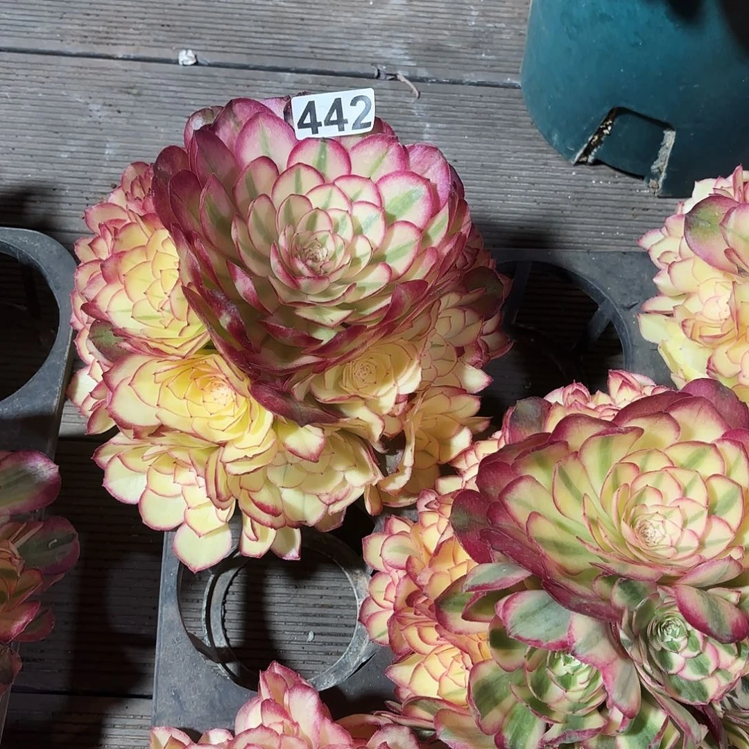 442多肉植物植物植物无根