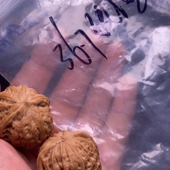 【闪购商品】把件文玩核桃铁锤