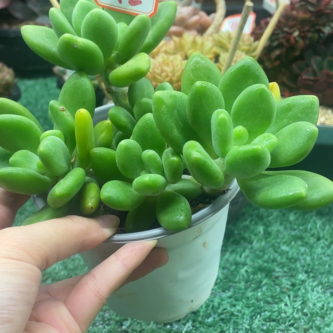 112一物一一拍一拍