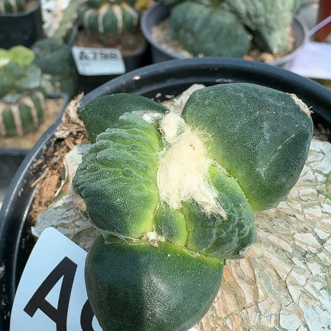 【闪购商品】萌*大型蛋怒943