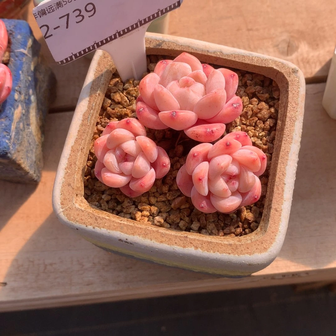 太妃糖老桩自然群58包邮