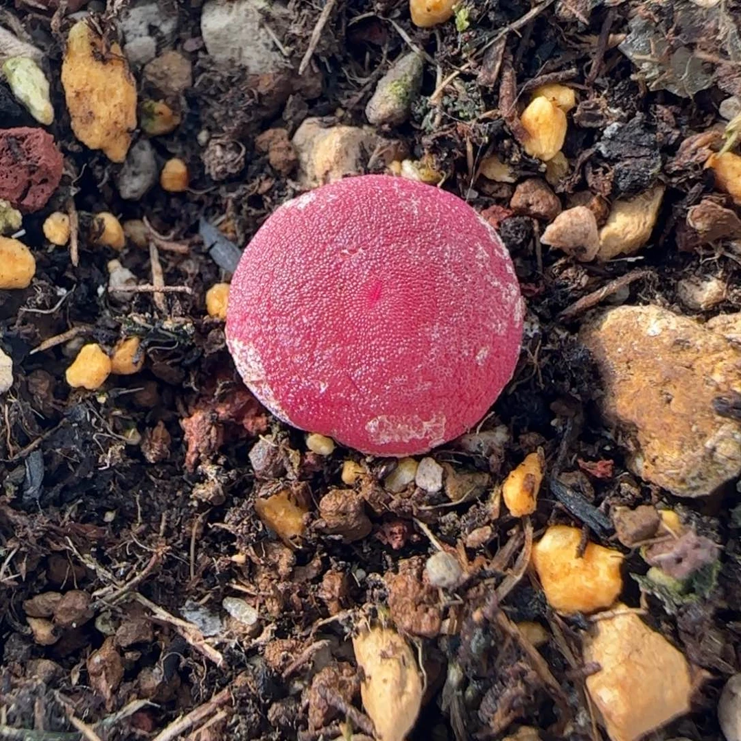 6-21-2-4当天满38包邮母本哈默灯泡1.1cm脱土