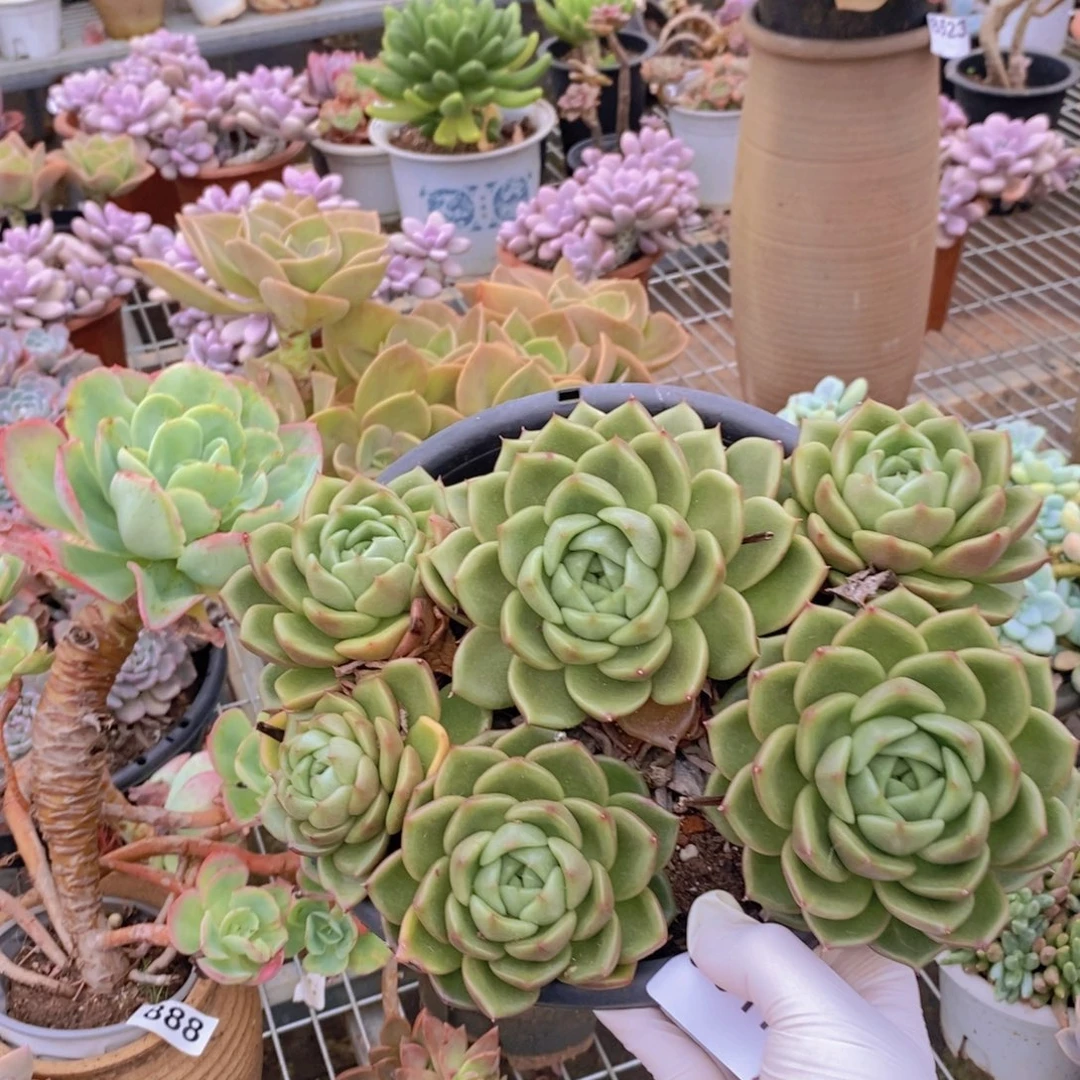 9517白玫瑰一物一拍