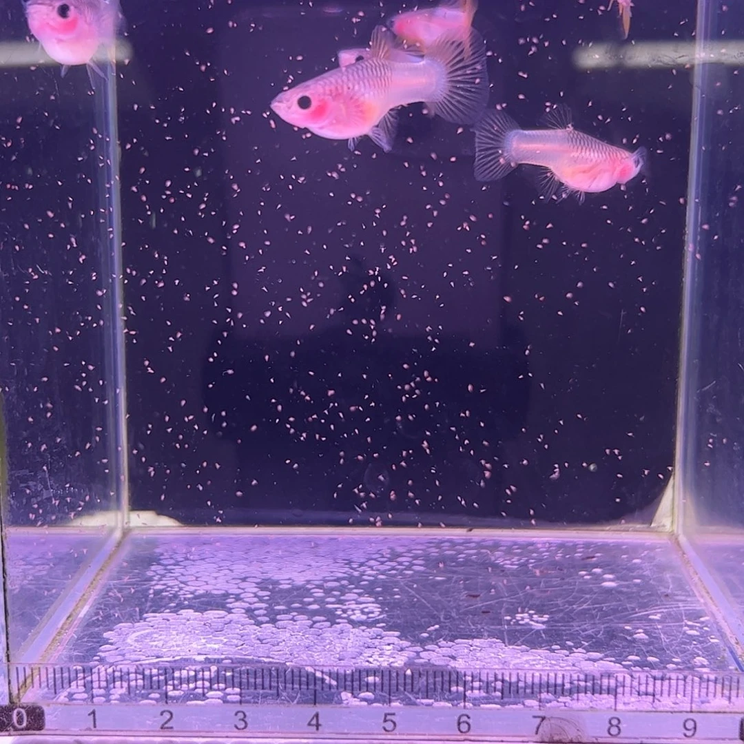 孔雀鱼福利粉猫3对所见即所得