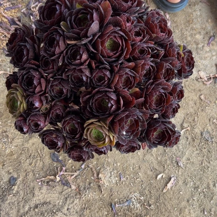 35.8黑美人一棵包邮