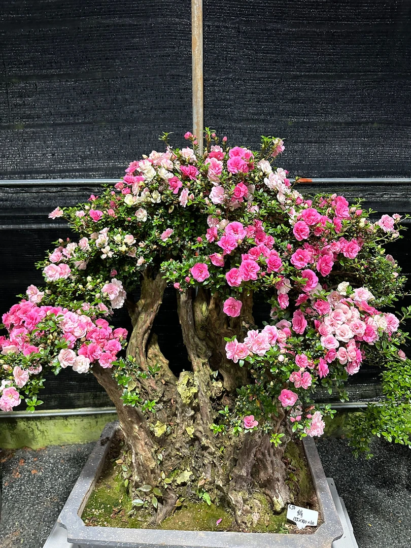 兆卉园艺杜鹃盆景（一物一拍）